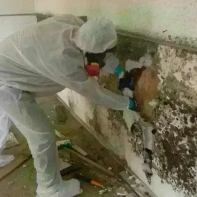 Mold Remediation and Removal in Mineral County, WV